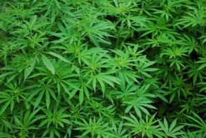 Cannabis 